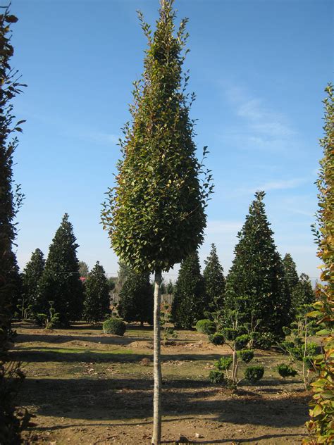 Schéma rastu hrabu Fastigiata v porovnaní s klasickým druhom Carpinus betulus