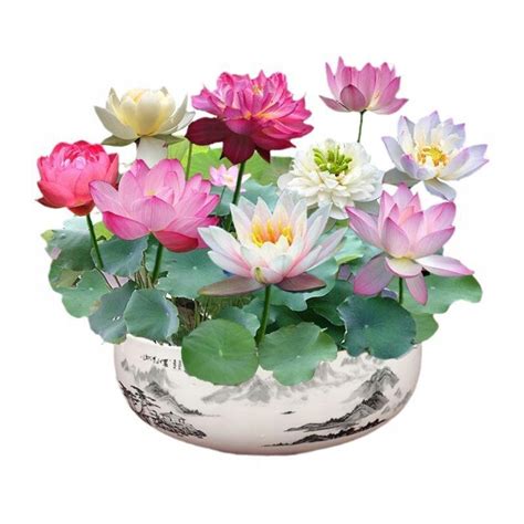 Ilustrácia listov lotosu s kvapôčkami vody