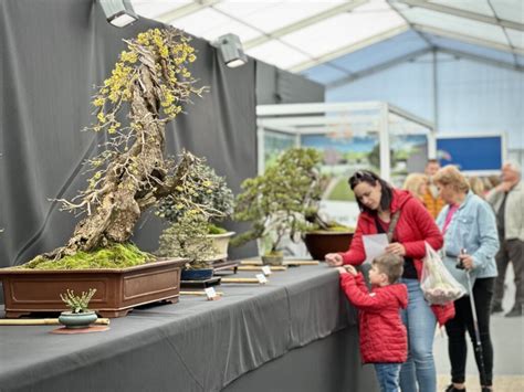 Ukážka rôznych techník tvarovania bonsajov