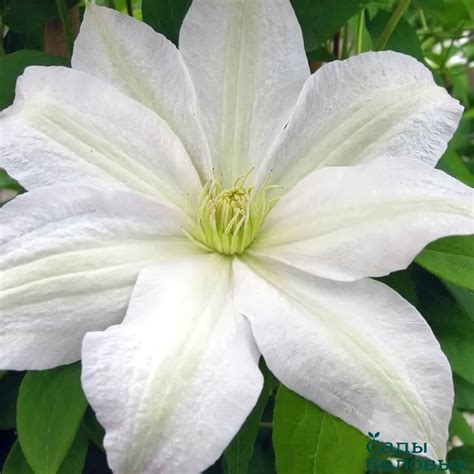 Detail kvetov a listov plamienka Clematis 'Roko-Kolla'