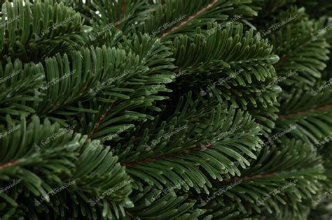 Detailný záber na husté tmavozelené ihličie kultivaru 'Green Carpet'