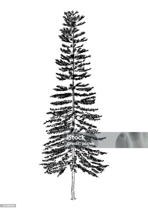 Náčrt stromu s previsnutými konármi a určenou výškou kmienka