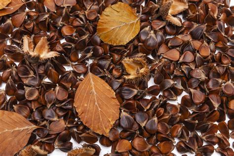 Ilustrácia typického buka lesného s jeho plodmi (bukvicami)