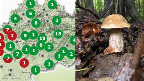 Infografika: Prehľad sezónnych húb a mesiace ich rastu