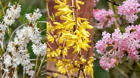 Záhrada s kvitnúcimi okrasnými kríkmi s bielymi kvetmi v plnom kvete.