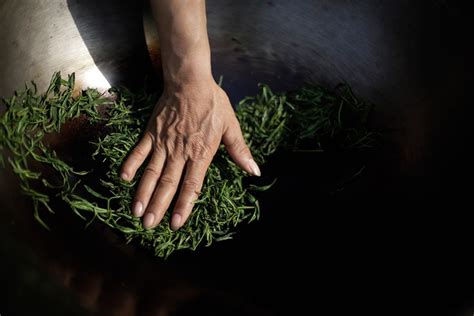 Detailný záber čajových lístkov počas procesu zatieňovania