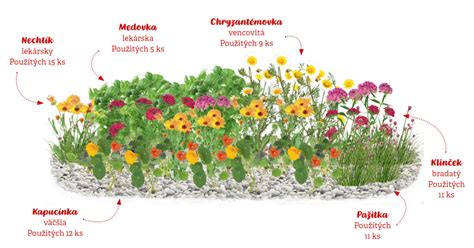 Ilustrácia zmiešaného záhona s kvitnúcimi rastlinami a zemiakmi