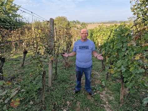 Fotografia: Podporný drôtový systém vo vinici s vyväzovanými letorastami