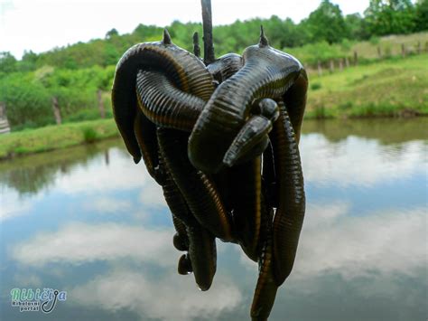 Ilustrácia znázorňujúca ústny aparát pijavice