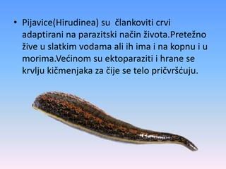 Schematické znázornenie aplikácie pijavice na telo pacienta