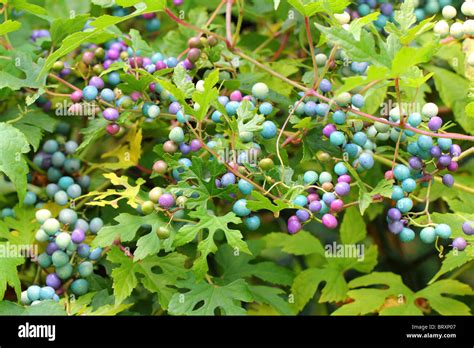 Rôznorodosť listov viničovca pestrého (Ampelopsis glandulosa var. brevipedunculata)