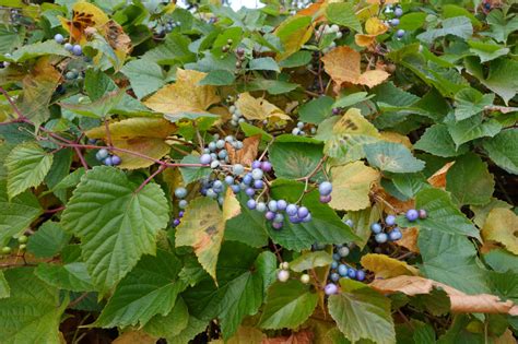 Zhluk pestrofarebných bobúľ viničovca pestrého (Ampelopsis glandulosa var. brevipedunculata)