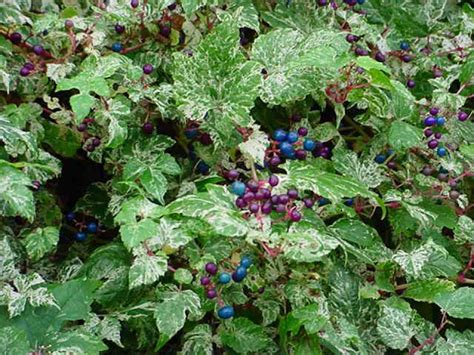 Listy odrody Ampelopsis glandulosa 'Elegans' s ružovo-bielym panašovaním