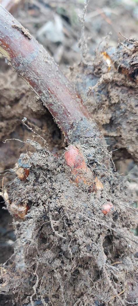 Viničovec pestrý ako invázny druh prerastajúci stromy