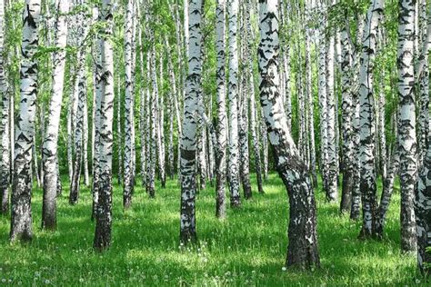 Majestátna breza previsnutá s charakteristickou bielou kôrou a previsnutými konármi.