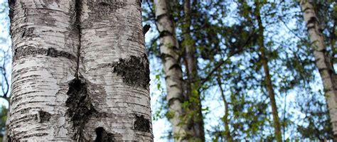 Detail bielej, odlupujúcej sa kôry brezy previsnutej.