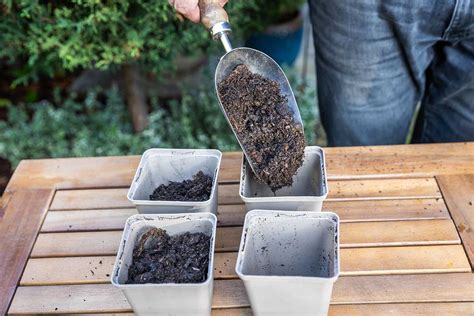 Semienka brezy pripravené na výsev.