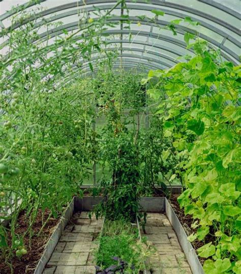 Ilustrácia správneho rozostupu a hĺbky výsadby paradajok v skleníku