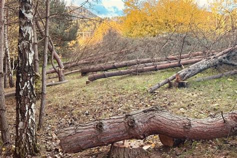 Ilustračné foto - obyvatelia vysádzajúci stromy v mestskom prostredí