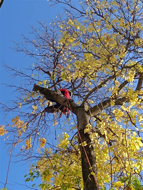 Infografika benefitov stromov v urbanizovanom prostredí