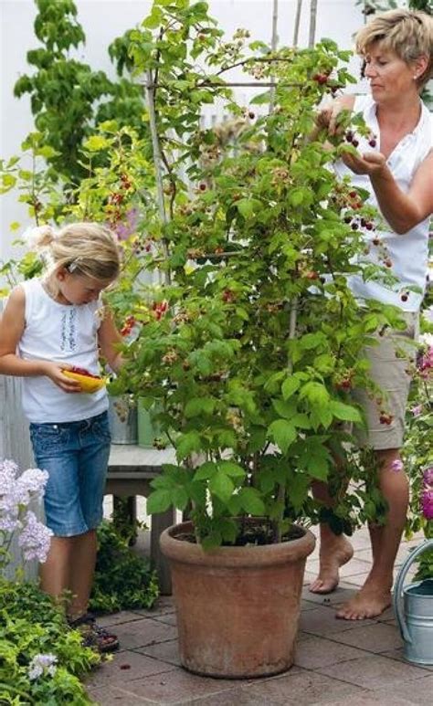 Tematické foto moruše v malej záhrade alebo na balkóne