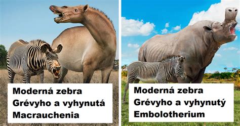 Infografika: Porovnanie veľkosti a farby plodov rôznych druhov moruší