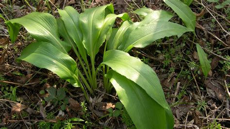 Ilustrácia listov medvedieho cesnaku