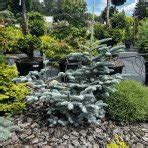 Detailný záber na modrostrieborné špirálovito usporiadané ihlice jedle španielskej 'Glauca'