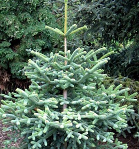 Schéma rastu a pravidelného kužeľovitého tvaru jedle španielskej 'Glauca' v záhradnom priestore