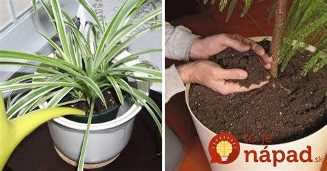 schematické znázornenie správnej zálievky pre rastliny