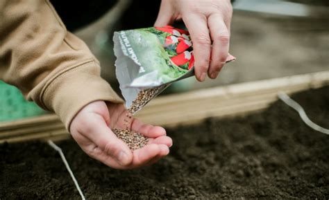 Naklíčené semená konope pripravené na sadenie