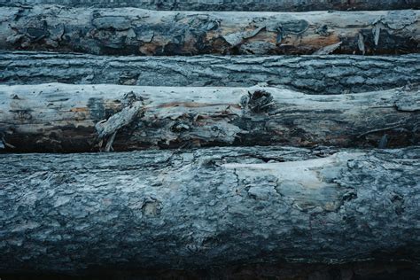 Fotografia: Detail smrekového dreva s viditeľnými letokruhmi