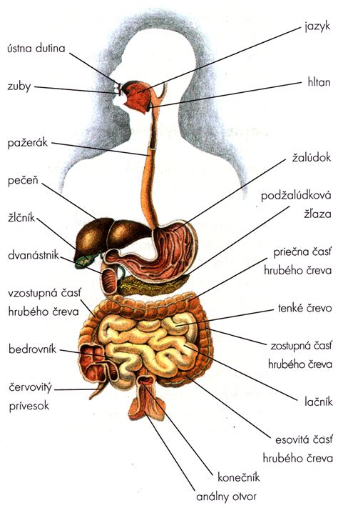 Schéma tráviacej sústavy so zvýrazneným žlčníkom a pečeňou