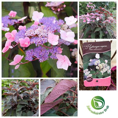 Záhrada s rôznymi druhmi hortenzií vo farbách