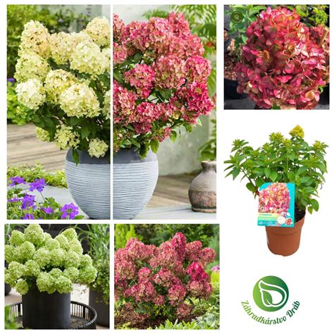 Kompaktná metlinatá hortenzia v kvetináči na terase