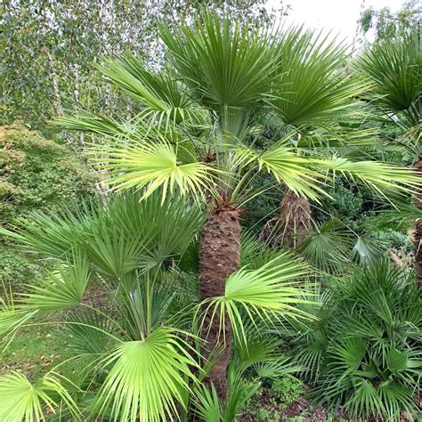 Detailný záber na vejárovité listy a charakteristický kmeň palmy Chamaerops humilis v stredomorskom prostredí