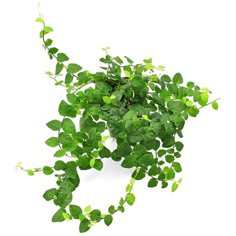 Detailný záber na listy a popínavé stonky rastliny Ficus pumila v interiéri