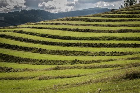 Schéma rôznych metód pestovania ryže (zaplavené polia, suché polia a terasovité polia)