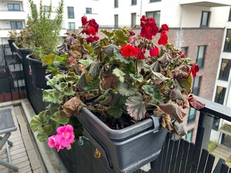 Schéma ideálneho zimoviska pre muškáty s vyznačením teplotných rozmedzí (5-10 °C) a zdrojov svetla