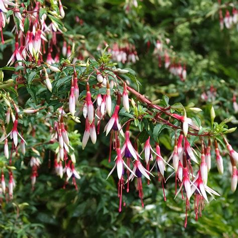 Detailná ilustrácia kvitnúceho kra Fuchsia magellanica s listami