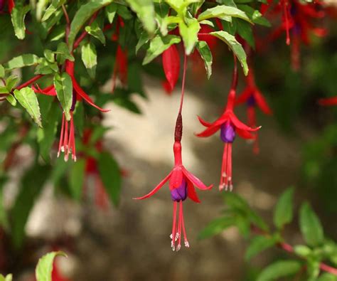 Makro záber na kvet Fuchsia magellanica ukazujúci tyčinky a piestik