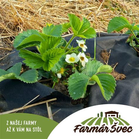 Schéma rastliny jahody Elsanta: zobrazenie koreňového systému, srdiečka a ideálnej hĺbky výsadby.