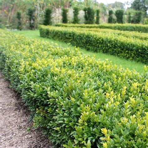 Botanická schéma stavby kra a listov krušpánu (Buxus sempervirens)