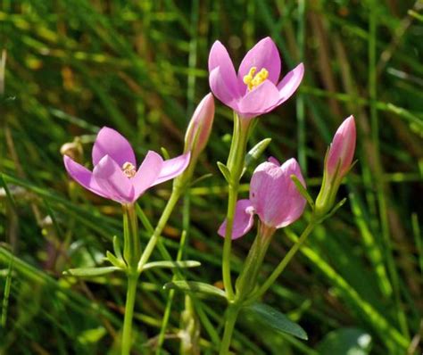 Detailný záber na kvitnúcu rastlinu Centaurium scilloides v jej prirodzenom prostredí na skalnatom pobreží