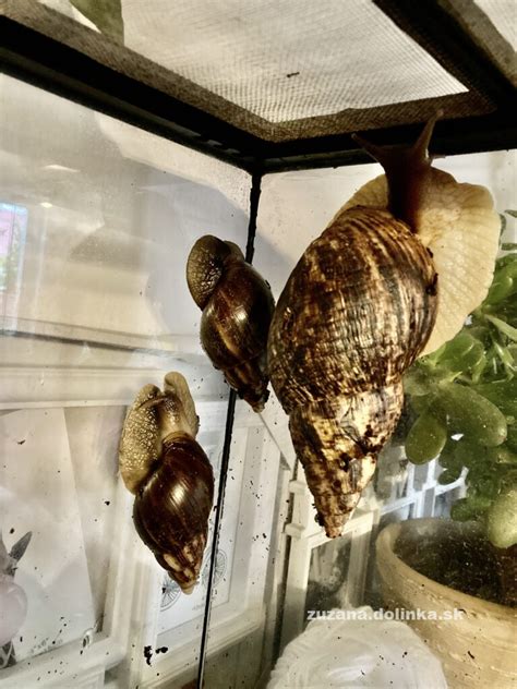 Detailný záber na afrického slimáka Achatina v teráriu na vlhkom substráte