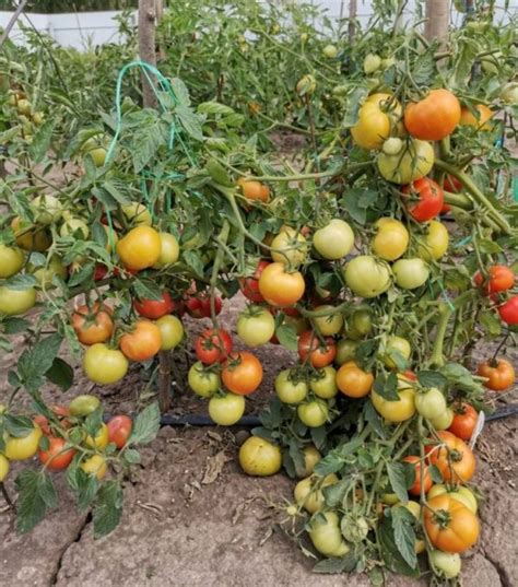 Schéma výsadby paradajok do hlbokej jamky s vyznačenou hladinou vody a koreňovým systémom