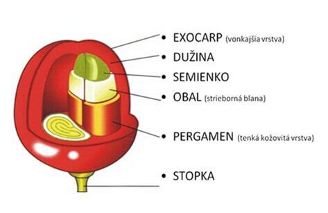 Infografika: Štruktúra kávovej čerešne a tri hlavné metódy spracovania