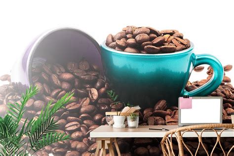 Fotografia kávovníka odrody Milenio s kávovými čerešňami