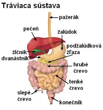 infografika s vyobrazením tráviacej sústavy a jej orgánov