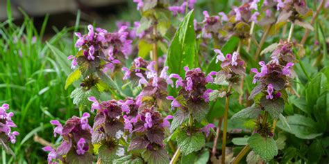 Zimozeleň Victoria s tmavomodrými kvetmi v záhrade
